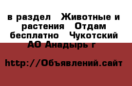  в раздел : Животные и растения » Отдам бесплатно . Чукотский АО,Анадырь г.